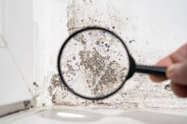 Why You Should Choose Our Mold Remediation Services in Tunica Resorts, MS